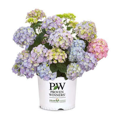 2 Gal. Let's Dance Skyview Hydrangea Shrub