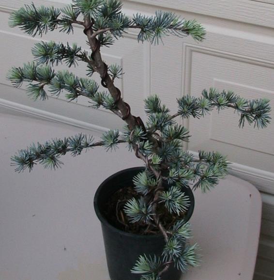 Cedrus atlantica Glauca, Blue Atlas Cedar, Bonsai - 10 to 100 | eBay