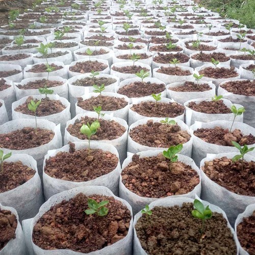 100 Stück Faltbare Pflanzbeutel Vliesstoff Pflanztaschen Biologisch Abbaubar DE - Bild 11 von 22