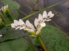 Aponogeton distachyos (Water hawthorn) deep water pond plant free postage.
