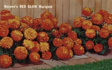 Burpee's Red Glow Marigold Postcard Burpee Seed Company