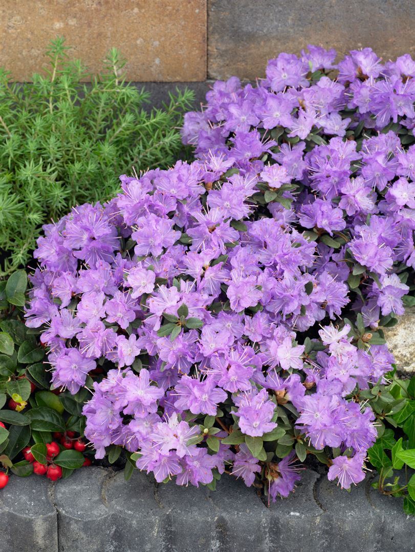 Rhododendron 'Ramapo' ZwergAlpenrose, winterhart, blaulila Blüten C2