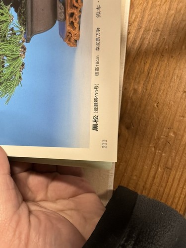 Gafu-Ten Shohin vaso per bonsai copertina rigida libro #33 - Foto 13 di 14