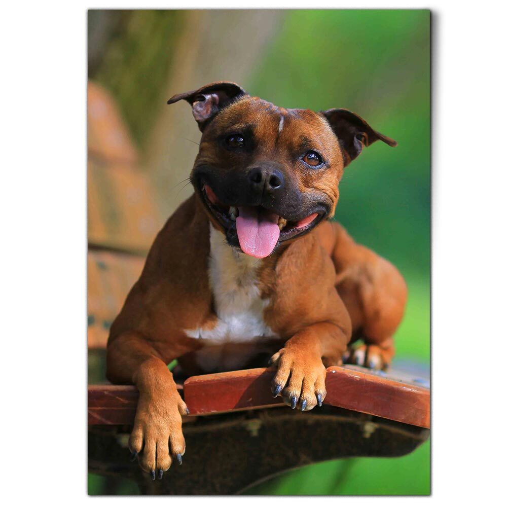Terrier Dog Red English Staffy Poster A1 Happy Red Staffy Dog Bull