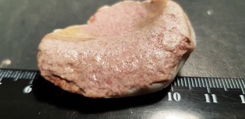 85 CTS. OPALISED SHELL RARE FOSSIL SPECIMEN GENUINE FR. COOBER PEDY - Bild 14 von 19