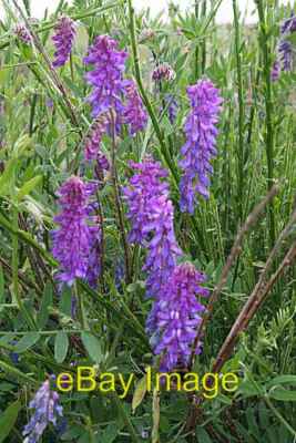 Foto 6x4 getuftete Wicke (Vicia cracca) Inverkeilor Diese gemeinsame Wicke bildet c2008