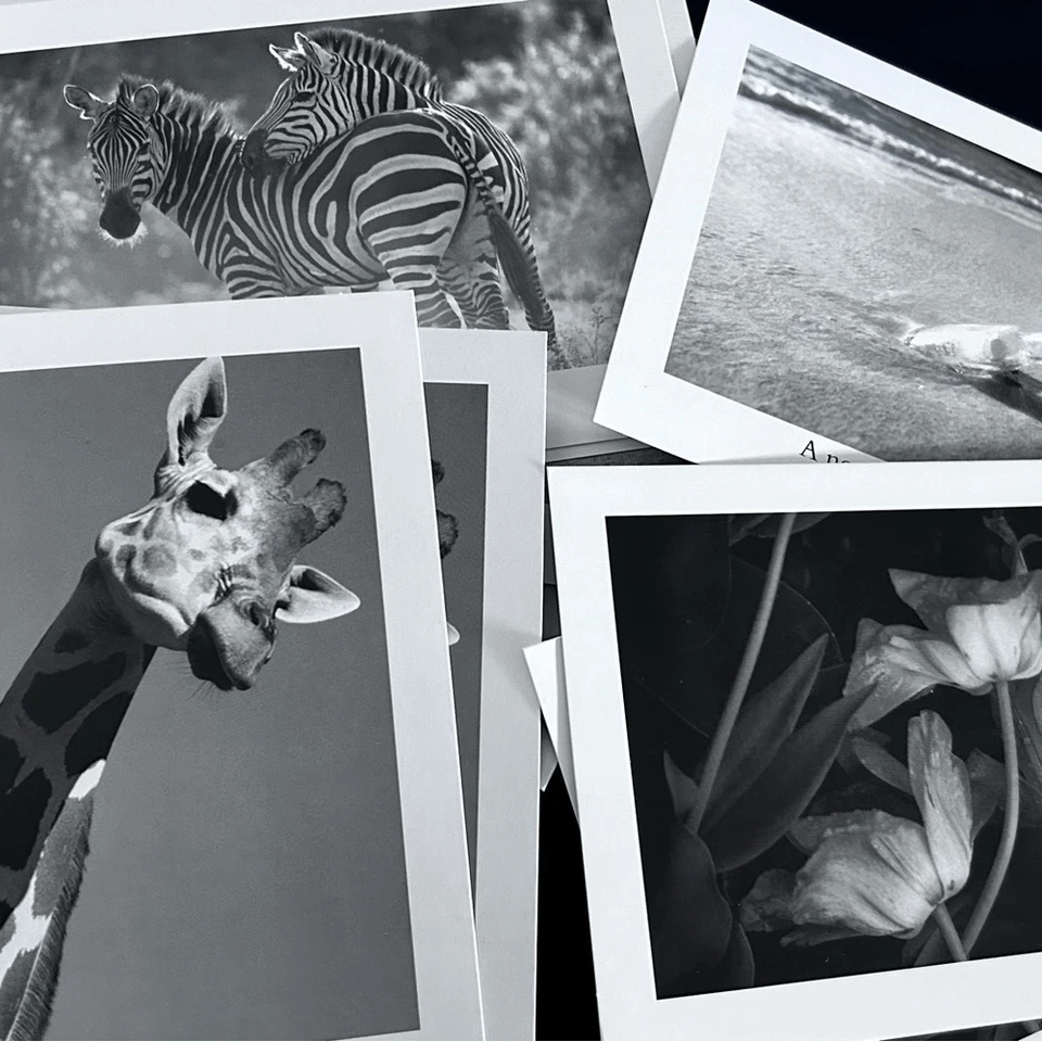 NEW SEASONS Contemporary All Occasion Greeting Cards 5" x 7" box with envelopes - Imagem 2 de 4