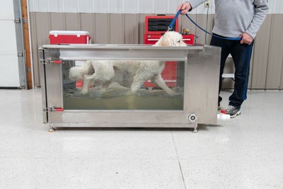 canine underwater treadmill for sale
