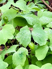 5 Twin Leaf Plant Bareroot Jeffersonia Diphylla Perennial WildFlower