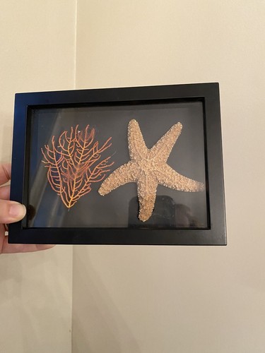 Framed Starfish & Coral Display Wall Art Decor - Picture 3 of 6