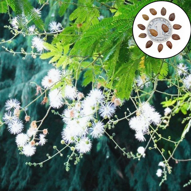 Acacia confusa FORMOSA WATTLE 50 Seeds SOUTHEAST ASIA TREE Acacia confusa FORMOSA WATTLE 50 Seeds SOUTHEAST ASIA TREE