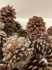 LOT of 52, various sizes of TN Pine Cones 1" to 3” Fall/Holiday Deco or Crafts — photo 3