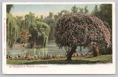 Baldwins Ranch California Garden Lake Trees Flowers Scenic Postcard