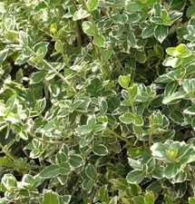 Weißbunte Kriechspindel Emerald Gaiety 60-80cm - Euonymus fortunei