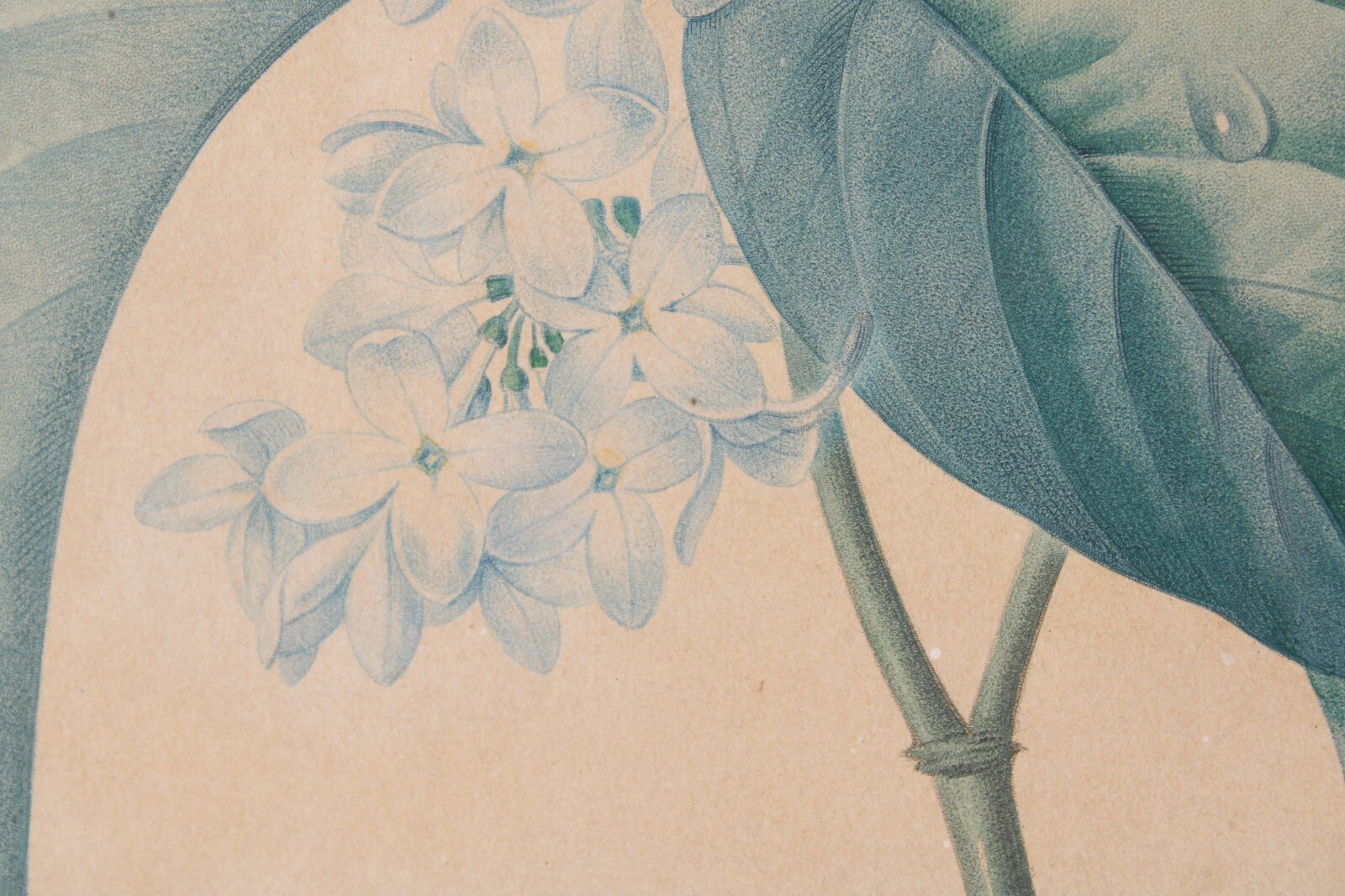 Antique P J Redoute "Lilas" Botanical Original Color Stipple Engraving Langlois