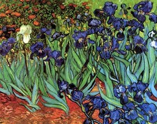 Impresión artística sobre lienzo de iris de Vincent Van Gogh Giclee