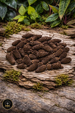 x 50 Alder Cones Aquarium Terrarium Vivarium Natural Botanical Decoration Food