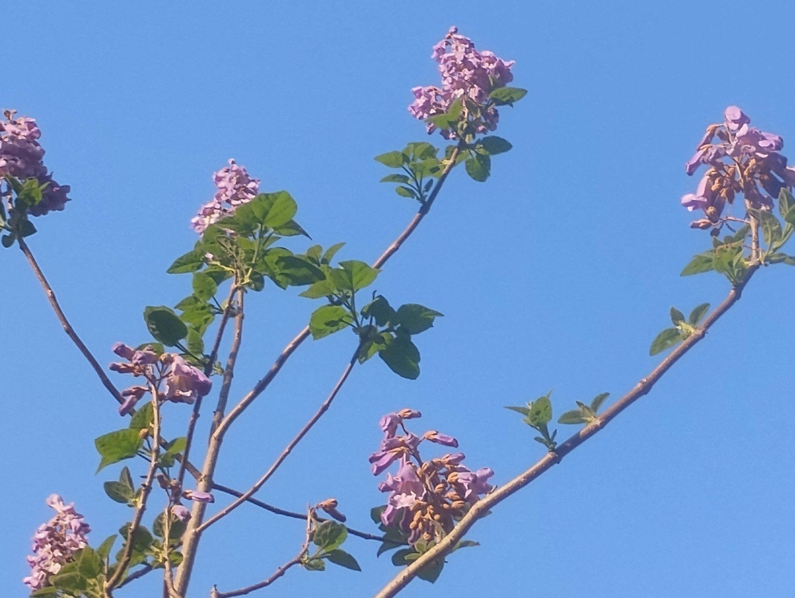 Empress Tree/ Foxglove Tree, Purple 100 Semente Paulownia tomentosa Seeds Garden