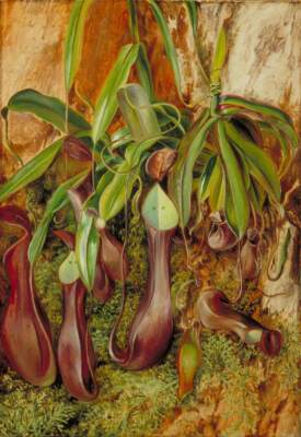 Marianne North A Bornean Pitcher Plant 1876 17''x 22'' Archival Art Print