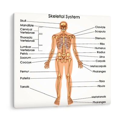 Medizinisches Skelettsystem Biologie Diagramm Lernen Leinwand Wandbild Bild Druck
