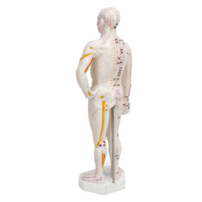 Body Acupuncture Model Professional Point Model Human Body Acupuncture