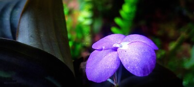 Image of a Beautiful Flower  in Natural Photographs #56