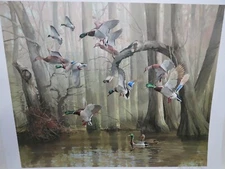 Zettie Jones, River Basin Greenheads. Unframed Mallard Ducks Print S/N