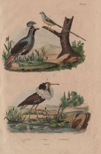 BIRDS. California Quail. Coliou (Mousebird). Combattant. Ruff 1833 old print