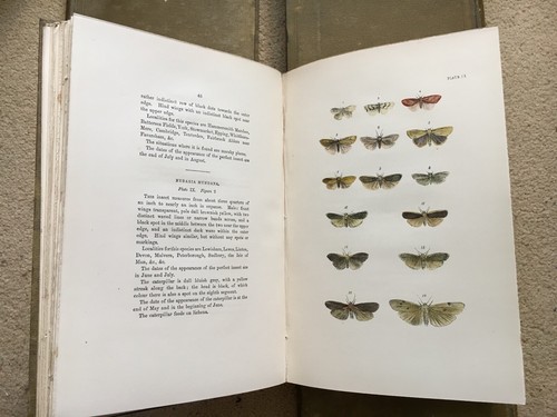 F O Morris, British Moths 4 Vols 1896 & British Butterflies 1 Vol 1895, Nimmo - Picture 9 of 12