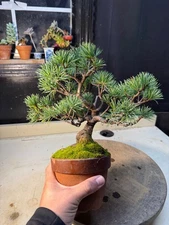 Japanese White Pine, Bonsai Tree.  Outdoor Evergreen.
