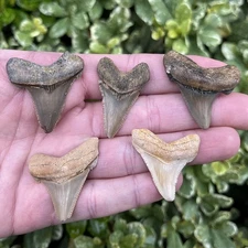 Lot of 5 Angustidens Shark Teeth - Summerville SC - Fossils - Land Site