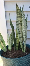 3 ROOTED Sansevieria Trifasciata Golden Snake Plants Mother In Law  s Tongue