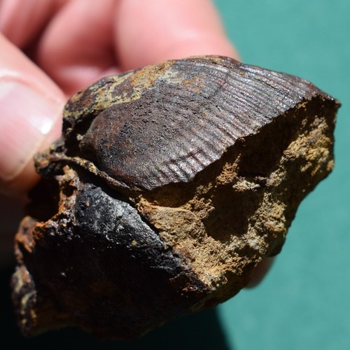 Rare Scaphiocoelia boliviensis Brachiopod Fossil – Devonian Bolivia - Picture 3 of 10