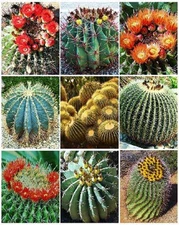 BARREL CACTUS VARIETY mix exotic globular ball cacti rare flower seed 50 SEEDS