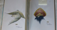 MASBOU  DE CAPE et de CROCS  2  E O avec 3  DEDICACES  NEUF