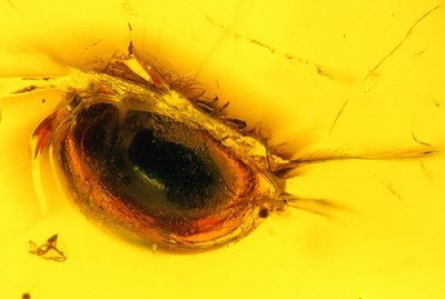 GENUINE BALTIC AMBER WITH FEW SMALL FOSSIL INSECTS 3.70 ct