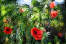 Helios 44M 58mm f/2 Trioplan Mod Bubble Bokeh M42 Soviet Lens Portrait