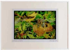 163025 American Goldfinch With Young Watercolour Picture Frame Ltd Ed A2