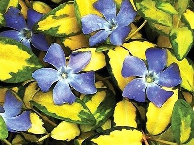 Live VINCA MINOR Illumination Plant + Lesser Dwarf PERIWINKLE Plant - [Pint Pot]