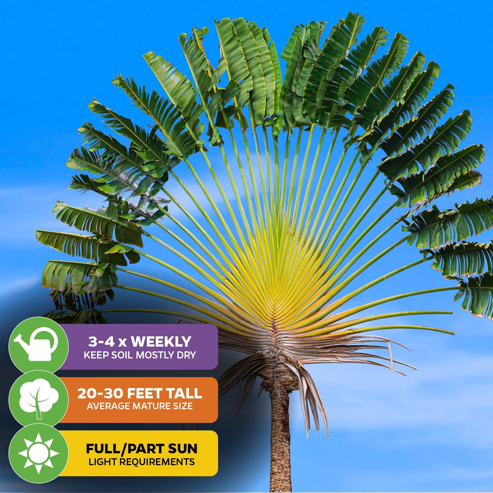 Traveler's Tree (Traveler's Palm) - Ravenala madagascariensis - Wellspring Garde