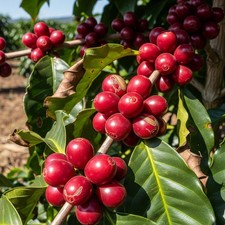 Hybrid H17 Coffee Seedss Coffea sp. Coffee Bean for Planting