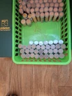 30 Rolls of Unsearched Wheat Pennies