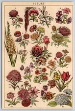 Postcard Pink Yellow Flower Collection Natural Botanical Print Scientific Plate