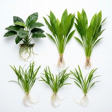 Aquarium Plant Bundle: Anubias, Amazon  Chain Sword