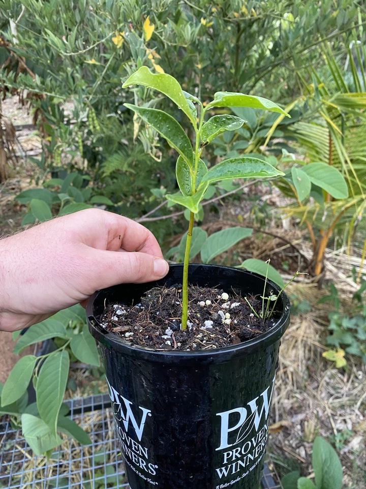 RARE ROLLINIA  FRUIT TREE Seedling Brazilian Custard Apple Anonna Mucosa - image 3 of 4