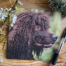 Irish Water Spaniel Greeting Card