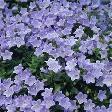 Campanula Yvonne Plug Plants Bellflower Lilac Blue Flowers Evergreen, Pack of 3