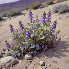 aceo art card Blooming Desert Purple Flowers By William W Hoyt