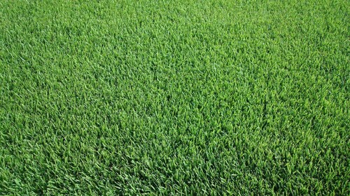Kikuyu Lawn Seed Drought Tolerant Pure Whittet Kikuyu Turf Grass Seed 500gr-10kg - Picture 2 of 2