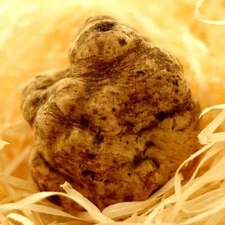 TUBER MAGNATUM Tartufo Italian Truffle Mushroom Mycelium 10 gramms 239